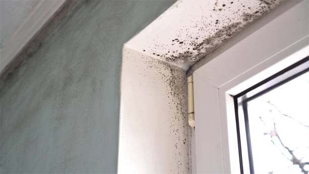 Professional Mold Remediation in Elysburg, PA