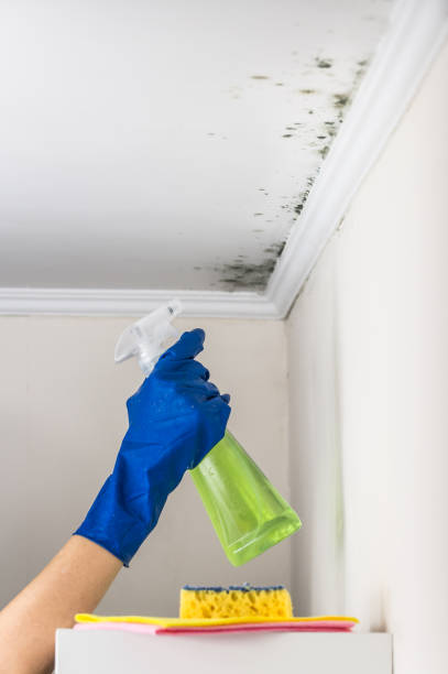 Best Attic Mold Remediation in Elysburg, PA